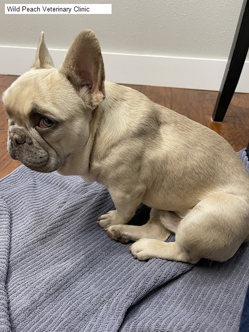 Wild Peach Veterinary Clinic