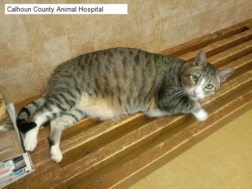 Calhoun County Animal Hospital