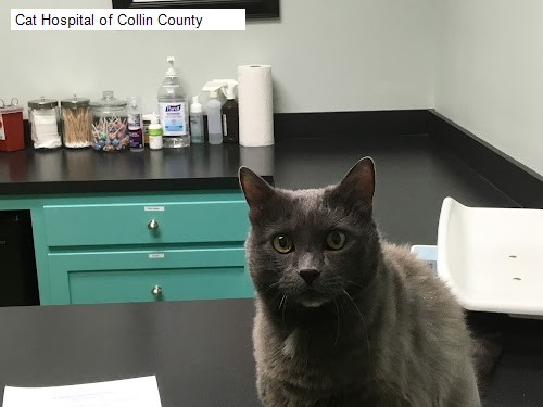 Cat Hospital of Collin County