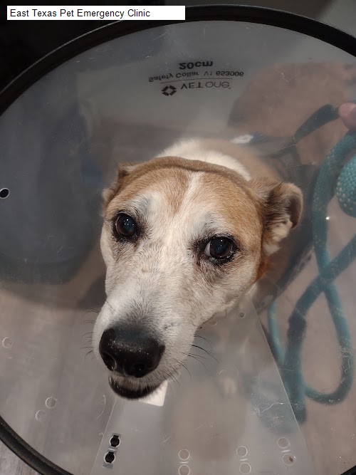 East Texas Pet Emergency Clinic