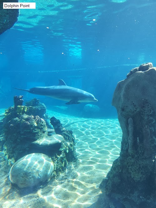 Dolphin Point