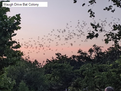 Waugh Drive Bat Colony