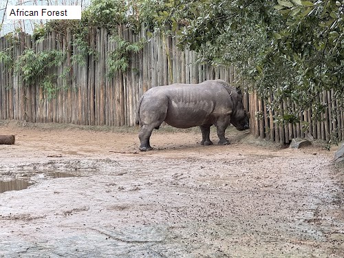 African Forest