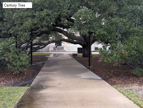 Century Tree