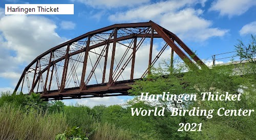Harlingen Thicket
