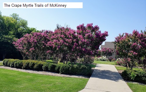 The Crape Myrtle Trails of McKinney