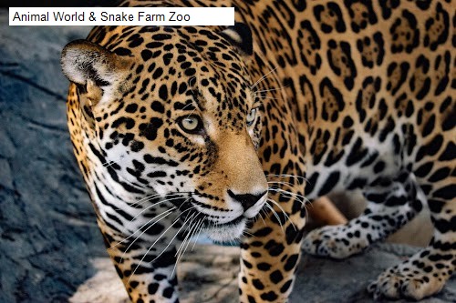 Animal World & Snake Farm Zoo