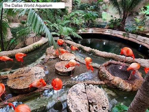 The Dallas World Aquarium