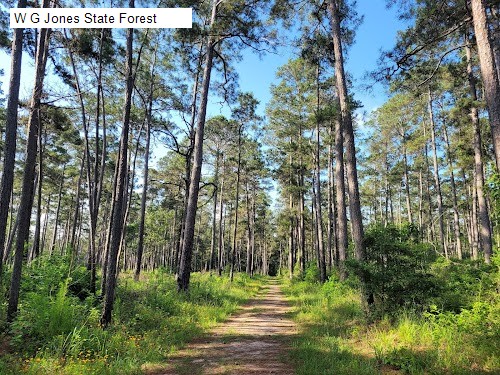 W G Jones State Forest