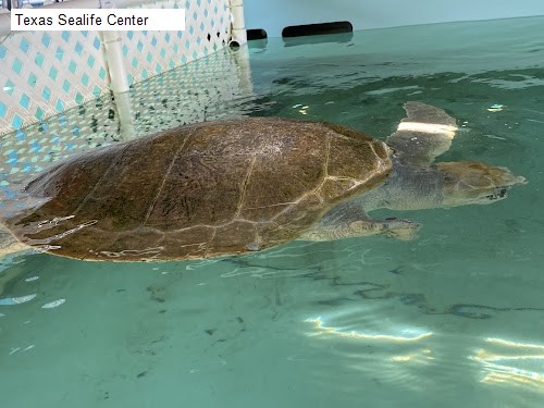 Texas Sealife Center