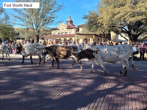 Fort Worth Herd